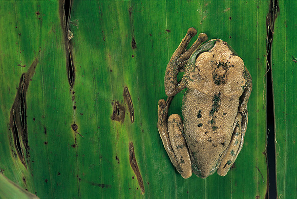 Leptopelis brevirostris