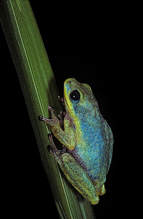 Hyperolius tuberilinguis
