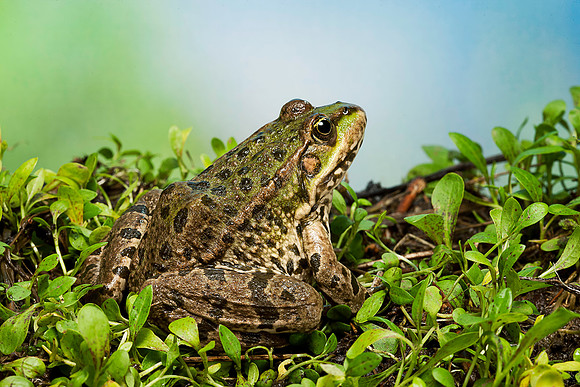 Grenouille verte