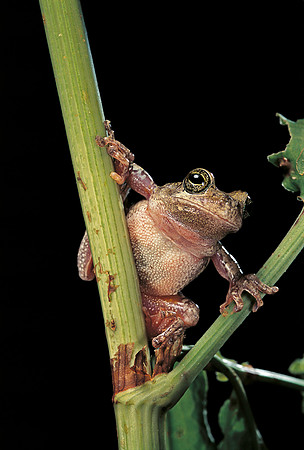 Hyla versicolor (rainette criarde)