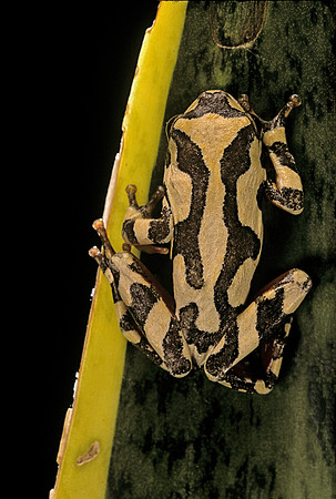 Hyperolius marmoratus