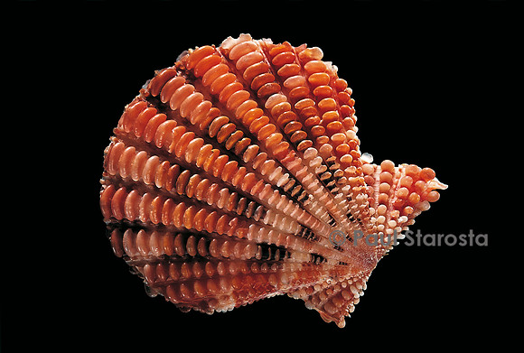 Gloripallium speciosum