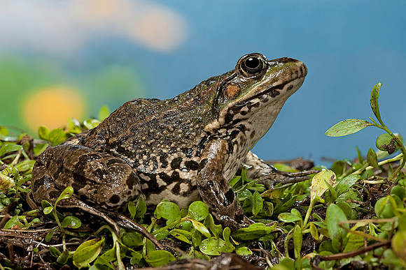 Grenouille verte