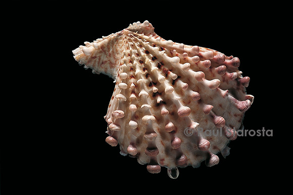 Chlamys imbricata