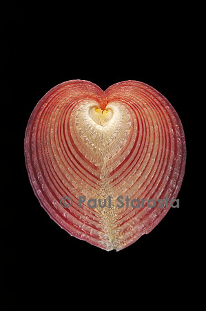 Corculum cardissa