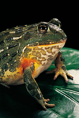 Pyxicephalus adspersus