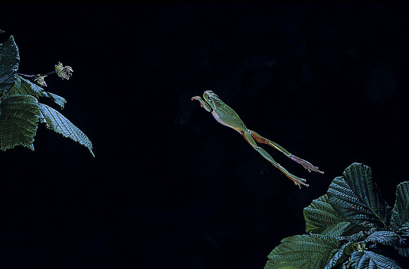 Hyla meridionalis (rainette) - sautant