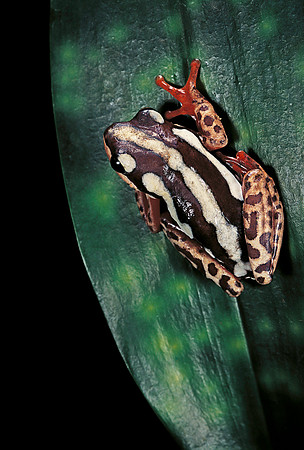 Hyperolius marmoratus parallelus