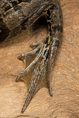 Grenouille verte - patte palmée