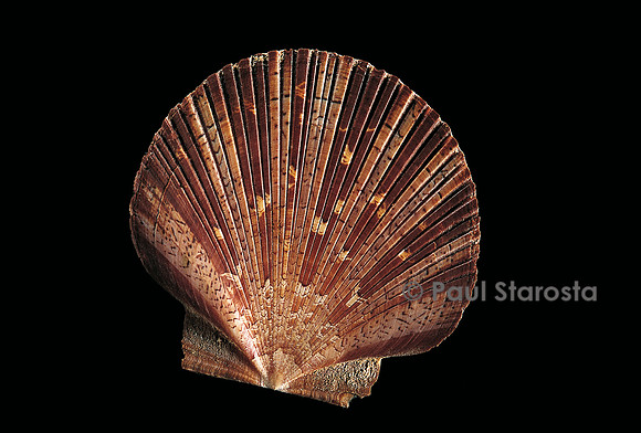 Pecten ziczac
