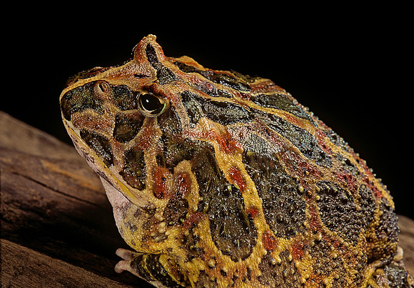 Ceratophrys ornata