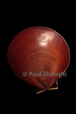 Amusium bednalli