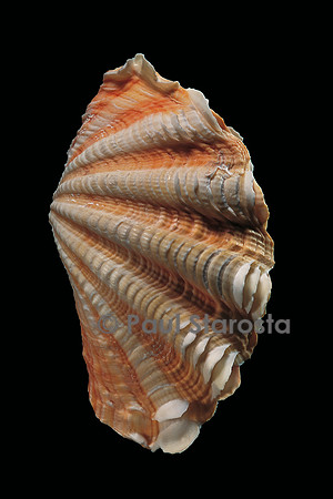 Tridacna squamosa