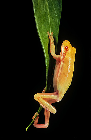 Hyla cinerea albino