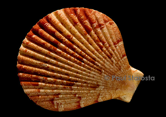 Pecten superbus