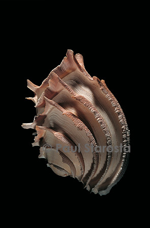 Callanaitis disjecta