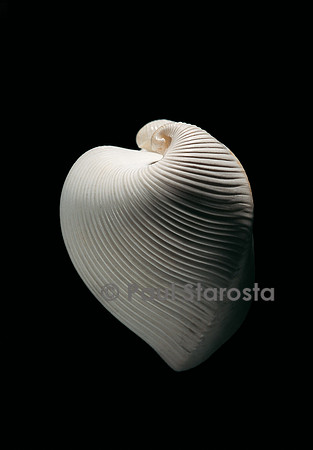 Meiocardia moltkiana
