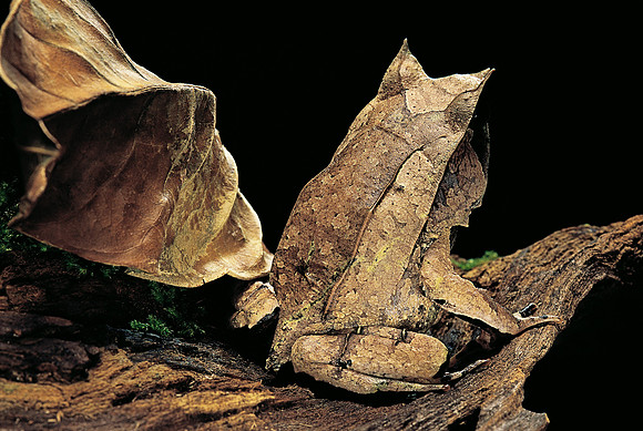 Megophrys nasuta (grenouille feuille)