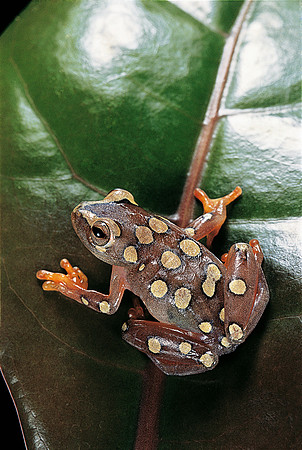 Hyperolius argus