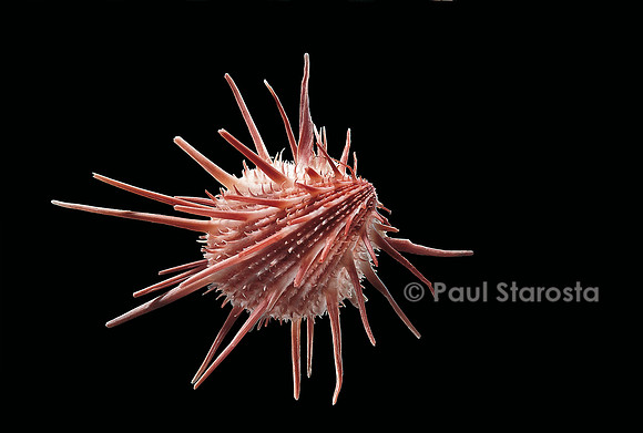 Spondylus americanus