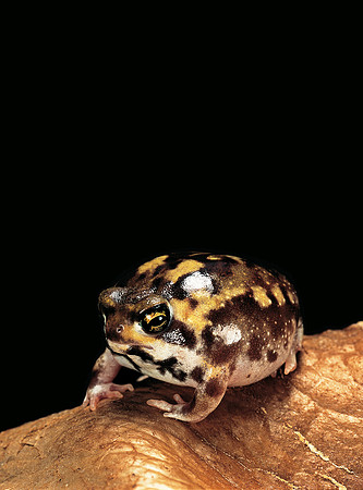 Breviceps adspersus