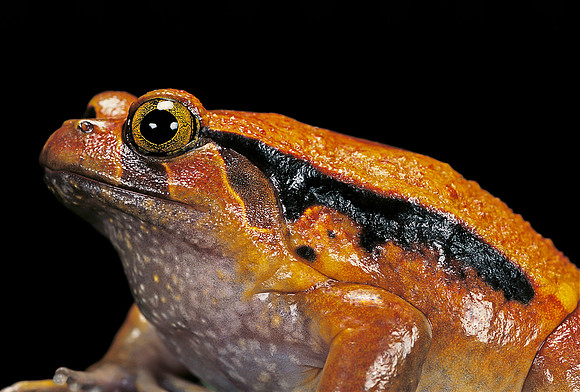 Dyscophus guineti