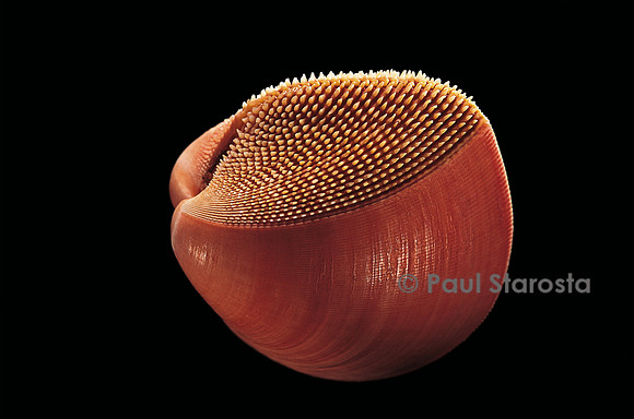 Nemocardium bechei