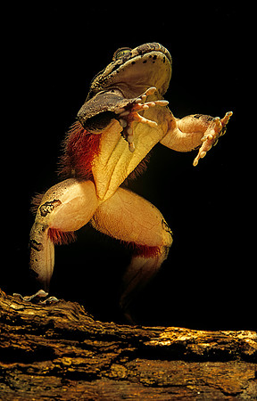 Trichobatrachus robustus (grenouille velue)