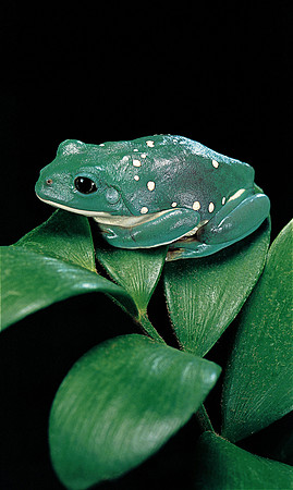 Pachymedusa dacnicolor