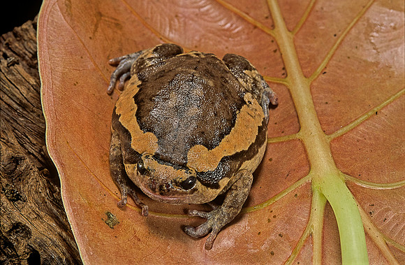 Kaloula pulchra
