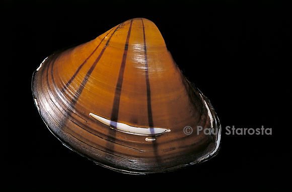 Galatea paradoxa