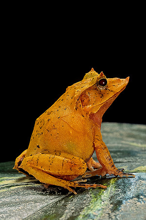 Ceratobatrachus guentheri