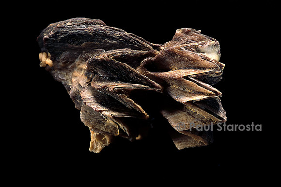 Lopha cristagalli