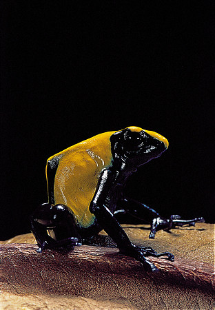 Dendrobates tinctorius f. citronella