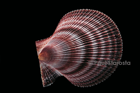 Chlamys islandicus