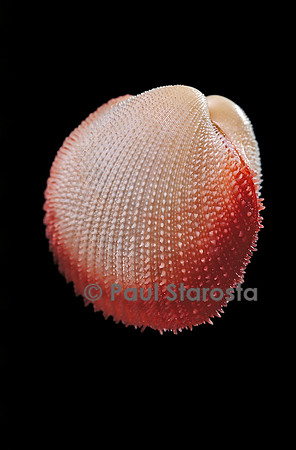 Frigidocardium exasperatum