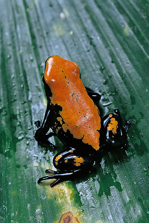 Dendrobates galactonotus