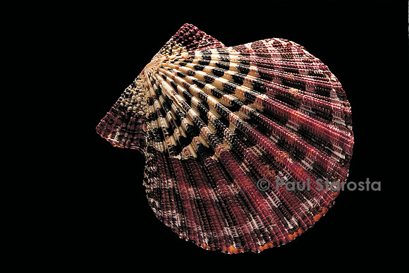 Gloripallium pallium