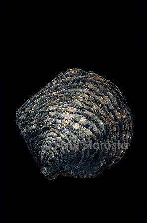 Pinctada margaritifera (huître perlière)