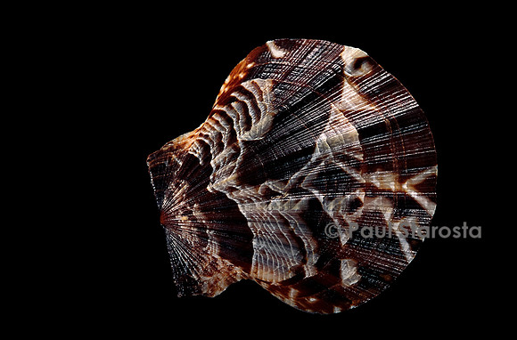 Pecten glaber