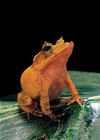 Ceratobatrachus guentheri