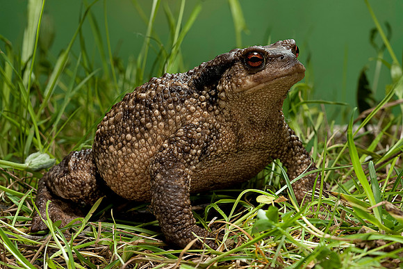 Bufo bufo (crapaud commun)