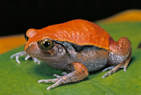 Dyscophus guineti