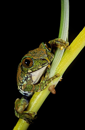 Leptopelis vermiculatus