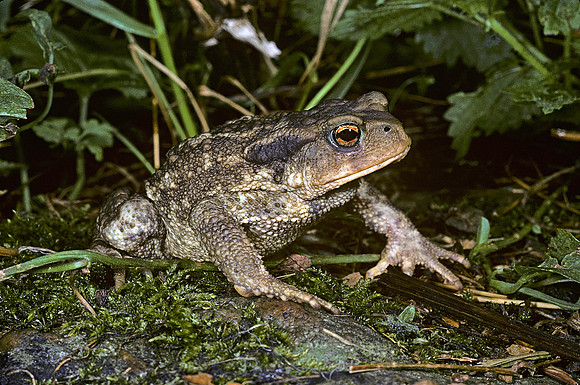 Bufo bufo (crapaud commun)