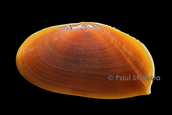 Tellina foliacea