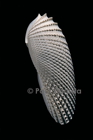 Cyrtopleura costata