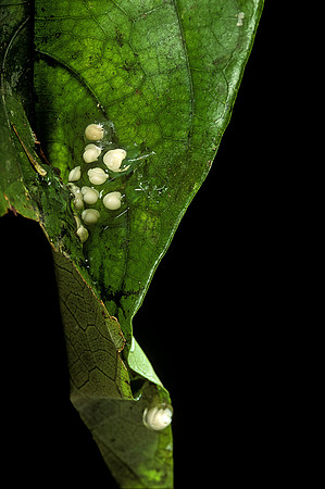 Leptopelis sp. - œufs