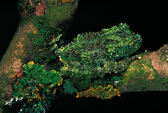 Theloderma corticale