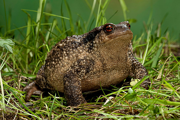 Bufo bufo (crapaud commun)